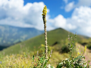 Midzor Srbija Stara planina mountain hiking 