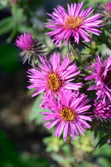New England aster Vibrant Dome flowers