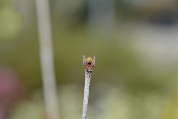 Flowering dogwood Golden Cup branch with buds