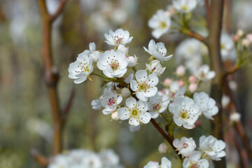 Pear tree Jelka branch with flowers