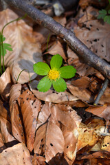 Dwarf masterwort flower