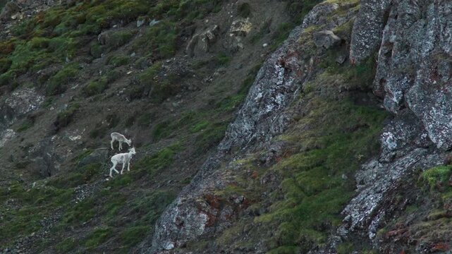 Female Dall Sheep Climbing On Rugged Slope With Lamb Grazing In Background. Sheep Mountain, Kluane National Park, Yukon, Canada. wide shot
