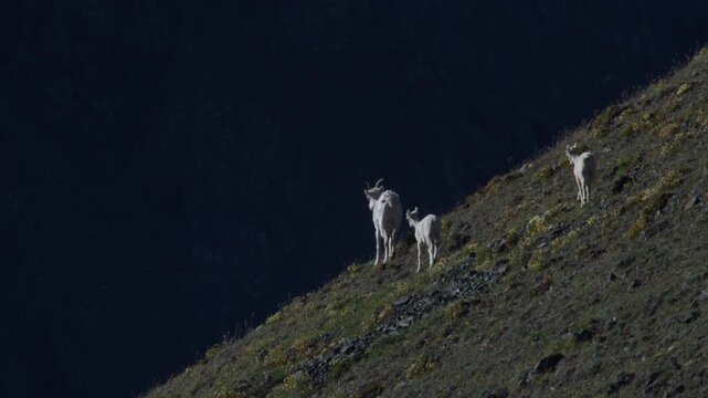 Thinhorn Sheep Ewe And Lambs On Mountain Slope. Sheep Mountain In Kluane National Park, Yukon, Canada. wide shot