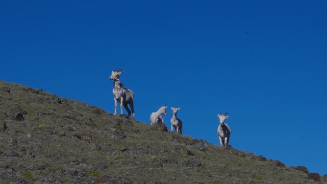 Thinhorn Sheep Ewes And Lamb On Mountain Slope At Sheep Mountain In Kluane National Park, Yukon, Canada. low angle, wide shot