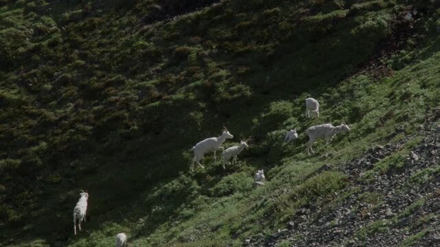 Flock Of Dall Sheep Grazing On Grass At Sheep Mountain In Kluane National Park, Yukon, Canada. high angle shot