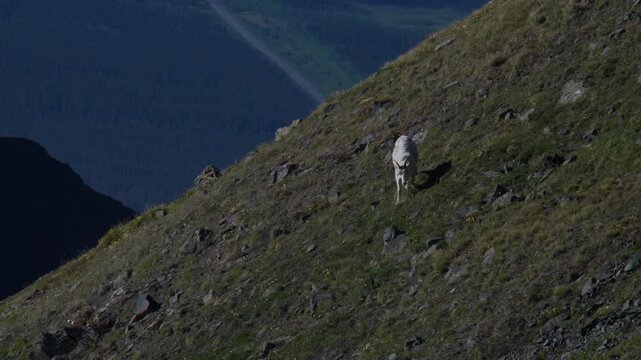 Dall Sheep Running On Mountain Slope. Sheep Mountain In Kluane National Park, Yukon, Canada. wide tracking shot