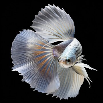 white exotic fish on isolated background