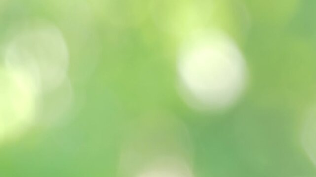 ボケ味の美しいグリーンの木漏れ日