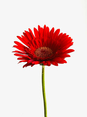 Gerbera with fresh red petal and little yellow pollens.