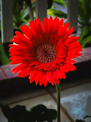 Gerbera with fresh red petal and little yellow pollens.