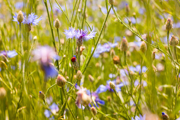 Blue cornflowers on a summer meadow