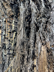 Tree bark