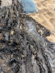Tree bark
