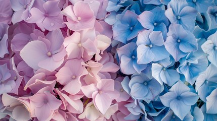 Obraz premium background with flowers, Hydrangea, close-up of blue and pink petals, floral background