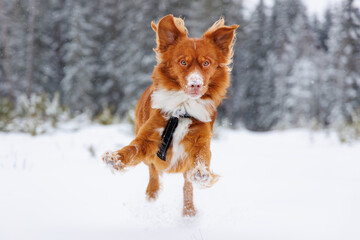 nova Scotia retriever dog running in winter