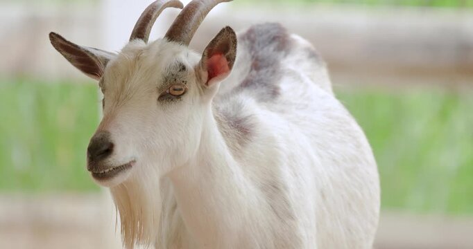 Close up shot of adorable miniature goat. The African Pygmy Goat is the world's smallest goat breed, Farm animals.