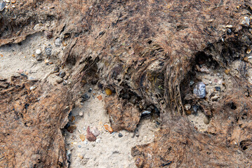 Detailaufnahme von vetrocknetem, verkrusteten, verfaulten und braun verfärbtem miteinander verwobenem Seetang am Meeresstrand