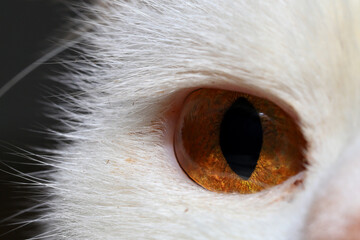 Close-up of a white cat's eye. Macro shot.