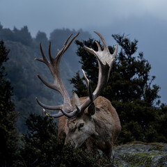 red stag deer with its giant horn in the forest