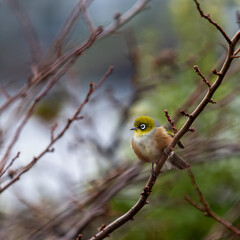 new zealand silvereye on the tree