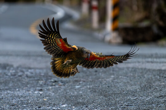 Kea, famous new zealand native bird