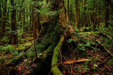Nature, forest, plants, Japan, Mt. Fuji, Jukai Forest natural photography
자연,산림,식물,일본,후지산,쥬카이숲 자연촬영