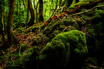 Nature, forest, plants, Japan, Mt. Fuji, Jukai Forest natural photography
자연,산림,식물,일본,후지산,쥬카이숲 자연촬영