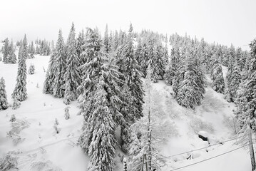 White trees in forest covered with snow, snowdrifts, cloudy day on nature outdoors. Winter Christmas idyllic landscape.