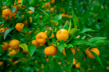 trees with citrus fruits before harvest.  Ripe tangerines on tree