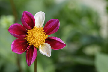 Single flowered dahlia with dark-pink and two white petals. Copyspace. Dahlia classification group...