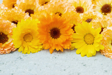 Mix of colorful pot-marigold blossoms on a grey concrete surface. Space for your text.