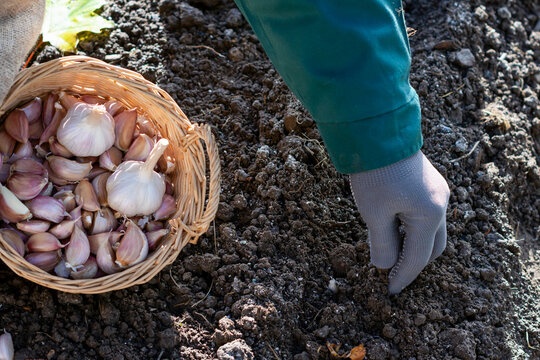 Cloves of garlic in wicker basket in worker&rsquo;s hands, worker is planting cloves of garlic in ground in autumn time, preparing for growing homegrown garlic