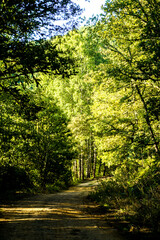 Yenipazar lake in bilecik Turkey in the morning natural beauty