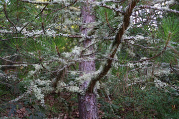 Yenipazar lake in bilecik Turkey in the morning natural beauty