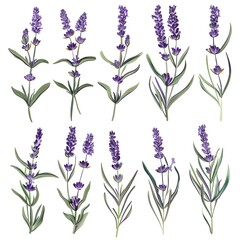 A collection of beautifully illustrated lavender flowers on a white background.
