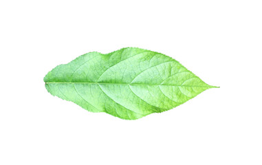 Isolated young and green tropical leaf with clipping paths.