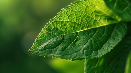 Fototapeta premium Close-up of a Green Leaf with Detailed Veins