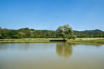 Landscape view of a lake with a tree in the foreground
