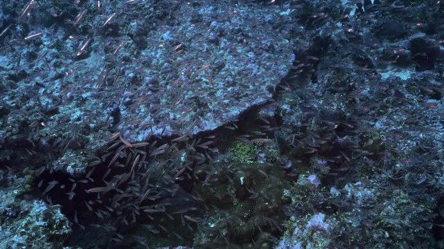 An amazing underwater footage of a huge school of juvenile fish swimming hectically around against the coral-filled background.