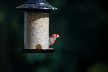 Red orange head house finch little bird eating seeds from birdfeeder in a balcony 