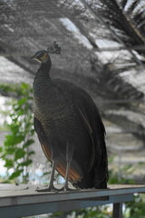 A peacock is the male of the species commonly known as peafowl, which are part of the pheasant family, Phasianidae. There are three species of peafowl: the Indian Peafowl, the Green Peafowl|孔雀