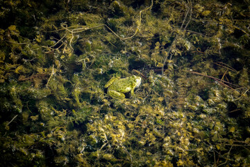 Yenipazar lake in bilecik Turkey in the morning natural beauty