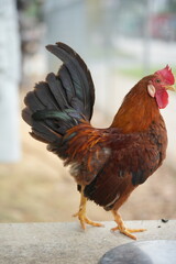 雄鶏（rooster）、またはコッカレル（cockerel）やコック（cock）とも呼ばれるのは、鶏の種（Gallus gallus domesticus）における成熟したオスです。雄鶏は、特徴的な羽毛の色や体型で知られ、一般的により鮮やかな色合いを持っています。また、特有の鳴き声を持ち、朝に「コケコッコー」と鳴くことが多いです。