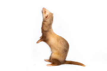 Ferret on a white background is insulated. Light color of the pet. Ermine, weasel, marten.