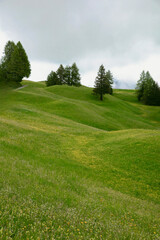 Lush landscape of green rolling hills with a patch of bright yellow blossoms under a cloudy. Scenic panoramic view with green meadows in summer. Grass Covered Ridge Lines and Hills in Alps nature park