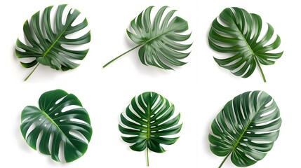 Fototapeta premium Set of monstera giant leaves, isolated on white background. Collage graphics.