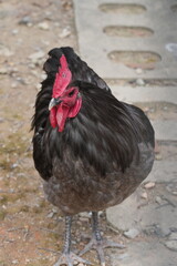 The Australian Black Chicken, also known as the Australian Black or Australian Black Bantam, is a unique and relatively rare breed of chicken native to Australia. |澳洲黑雞