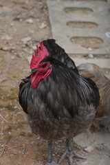 The Australian Black Chicken, also known as the Australian Black or Australian Black Bantam, is a unique and relatively rare breed of chicken native to Australia. |澳洲黑雞