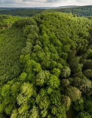 aerial top down view of a green forest, drone view, natural green background