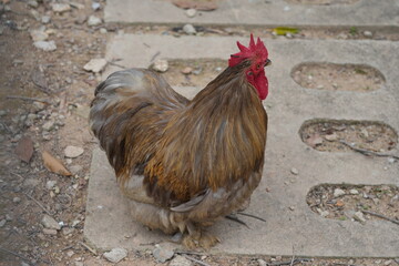 Free-range chickens are poultry raised with access to outdoor spaces, giving them more natural behavior than conventionally raised chickens.